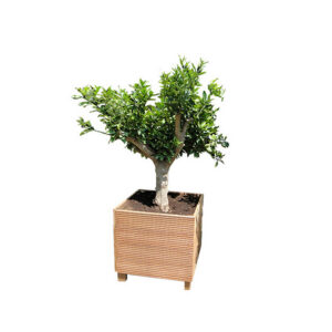 Plant | XL | Sinaasappelboom H230