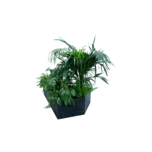 Kaapstad plantenbak vliegervorm - incl. planten L141xB100xH40