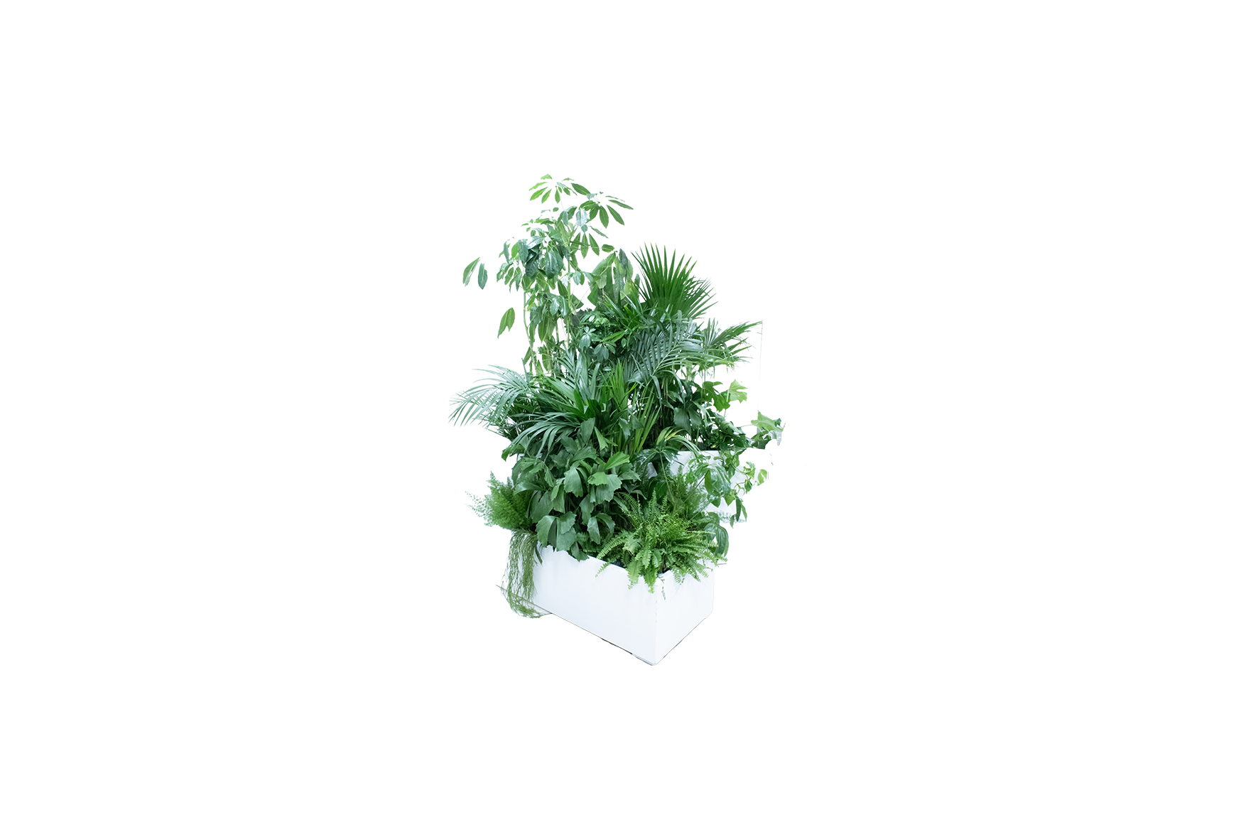 Kopenhagen plantenbak vliegervorm - incl. planten L141xB100xH40