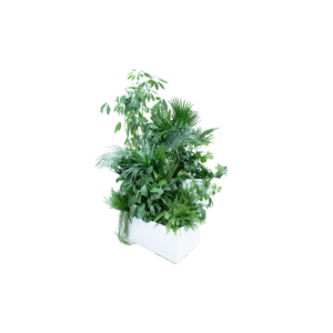 Kopenhagen plantenbak vliegervorm - incl. planten L141xB100xH40