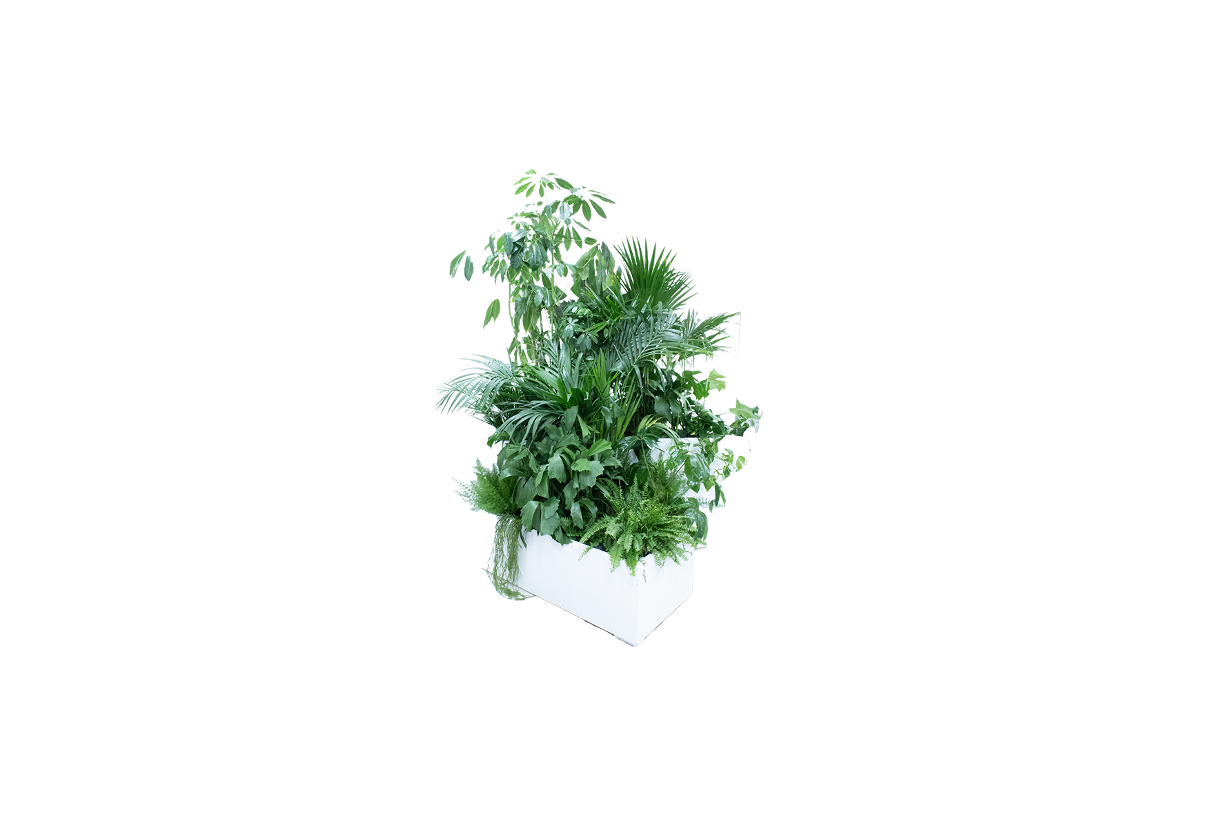 Kopenhagen plantenbak vliegervorm - incl. planten L141xB100xH40