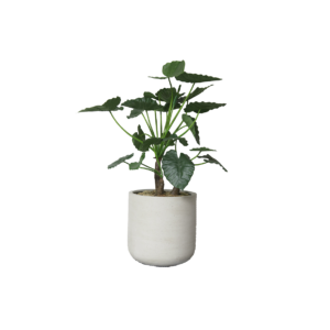 Kunstplant | Alocasia calidora incl. grijze betonlook pot - potmaat Ø53xH56