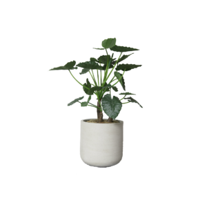 Kunstplant | Alocasia calidora incl. grijze betonlook pot - potmaat Ø53xH56