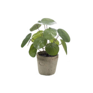 Kunstplant | Pannenkoekenplant H25