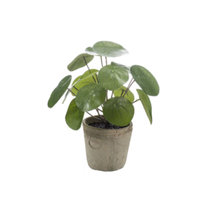 Kunstplant | Pannenkoekenplant H25