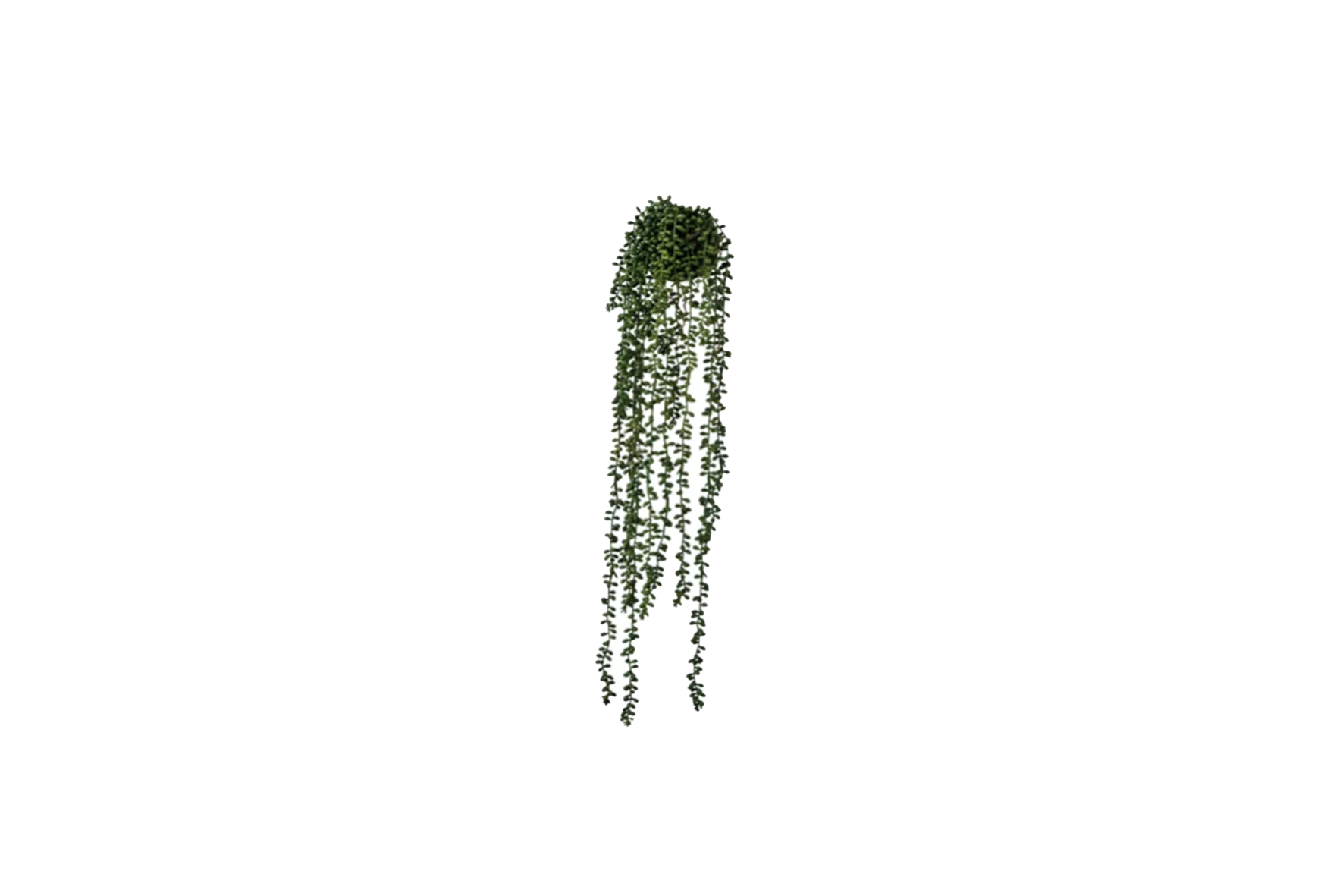 Artificial plant | Seneio hanging plant L71