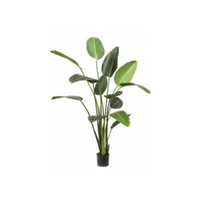 Kunstplant | Strelitzia H190