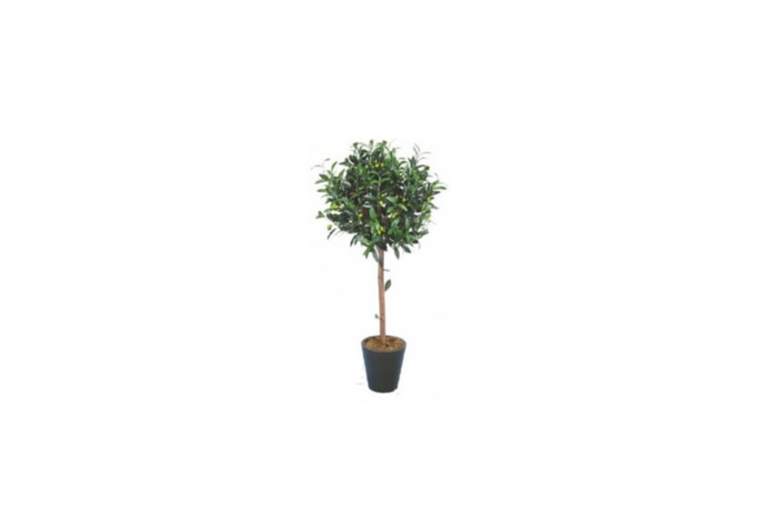Olive tree | H160 - p/p