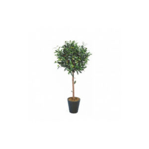 Plant M | Olijfboom H200