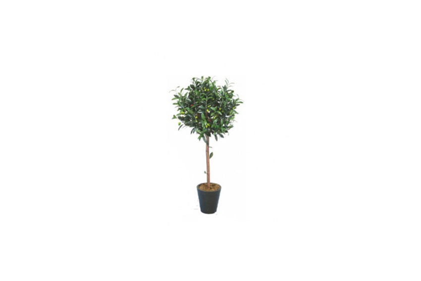 Plant M | Olijfboom H200