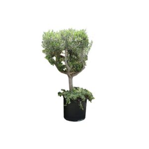 Plant XL | Olijfboom H270-H300