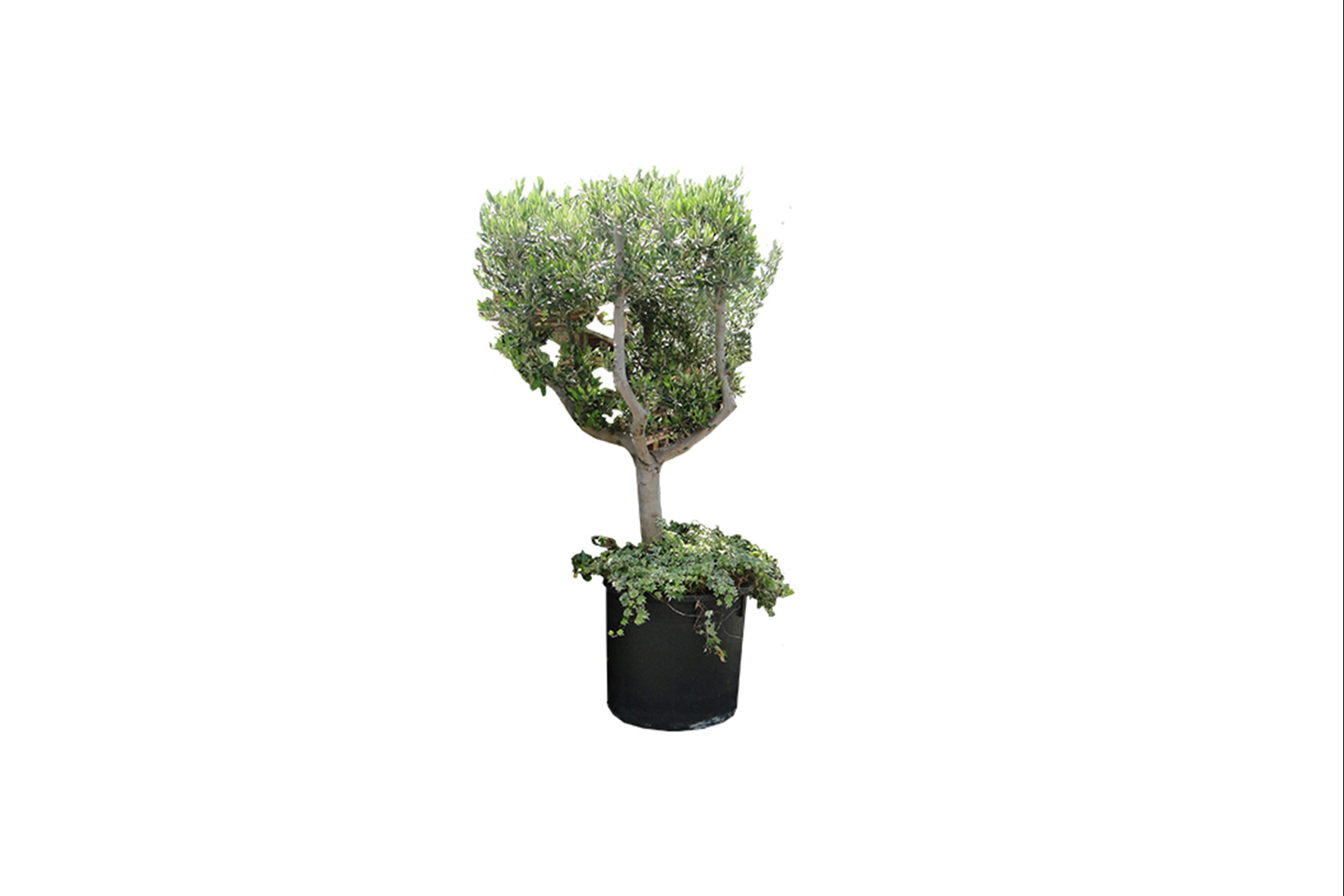 Plant L | Olijfboom H220-H250