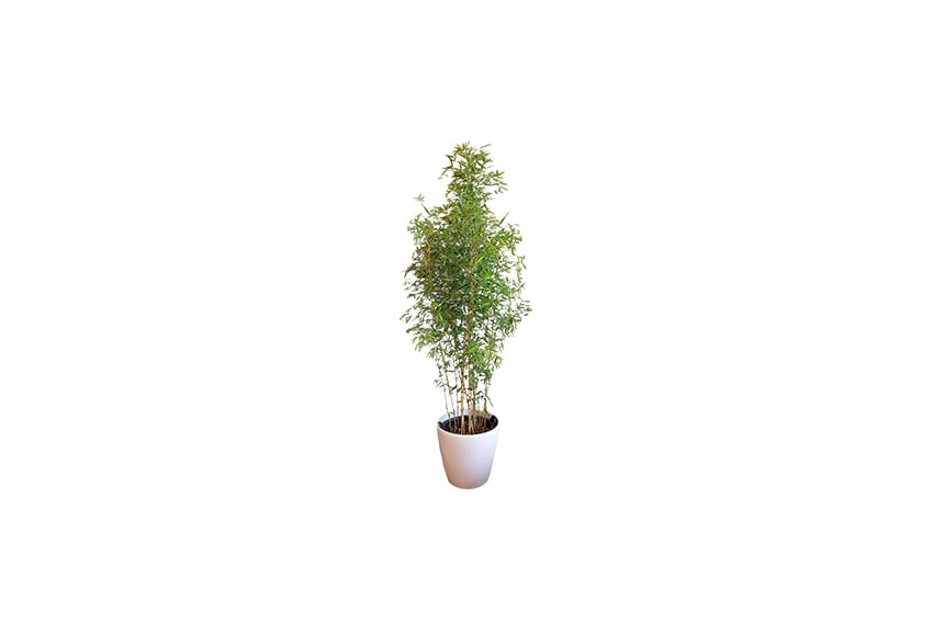 X | Plant M | Bamboe H180-200 (Ø34)