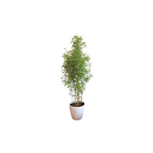 X | Plant M | Bamboe H180-200 (Ø34)