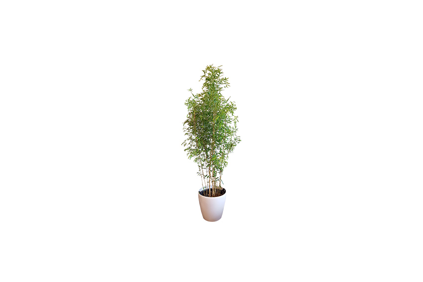 X | Plant M | Bamboe H180-200 (Ø34)