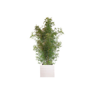 X | Plant XL | Bamboe H300-400 (Ø70)