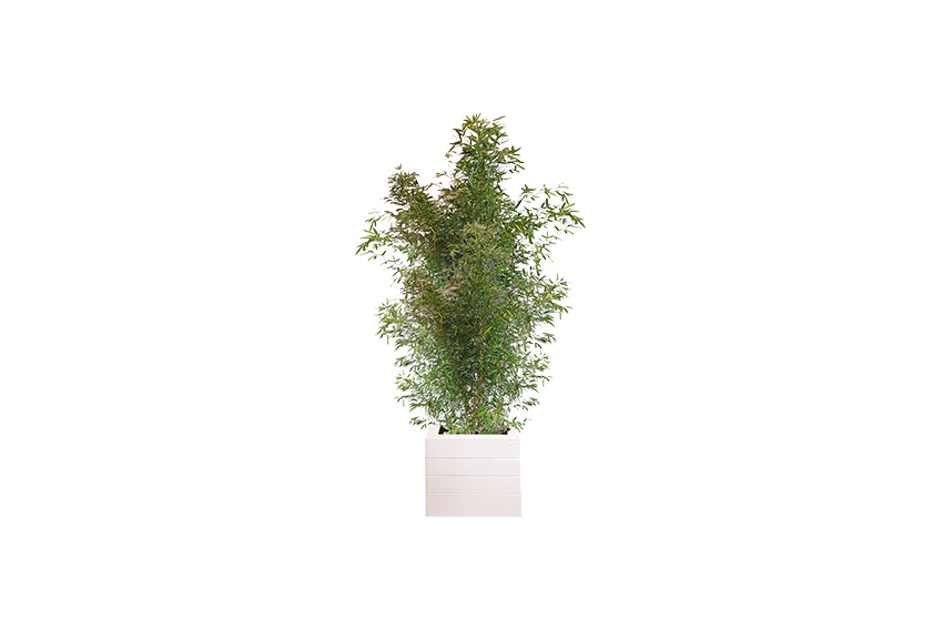 X | Plant XL | Bamboe H300-400 (Ø70)