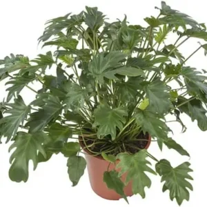 X | Plant S | Philodendron H100 (Ø32)