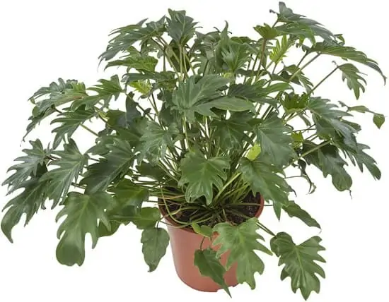 X | Plant S | Philodendron H100 (Ø32)