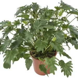 X | Plant S | Philodendron H100 (Ø32)