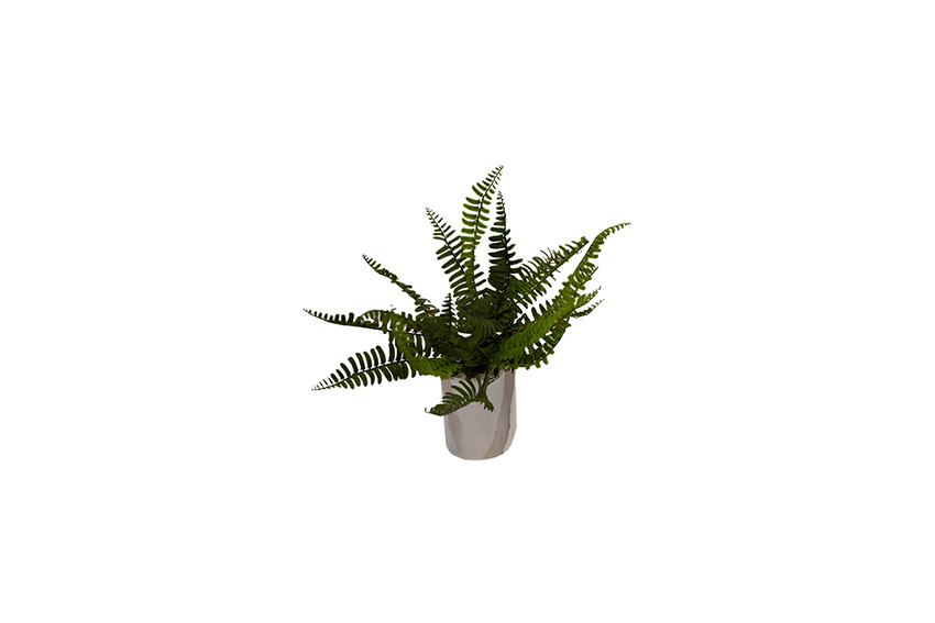 Ferns | Silk, small