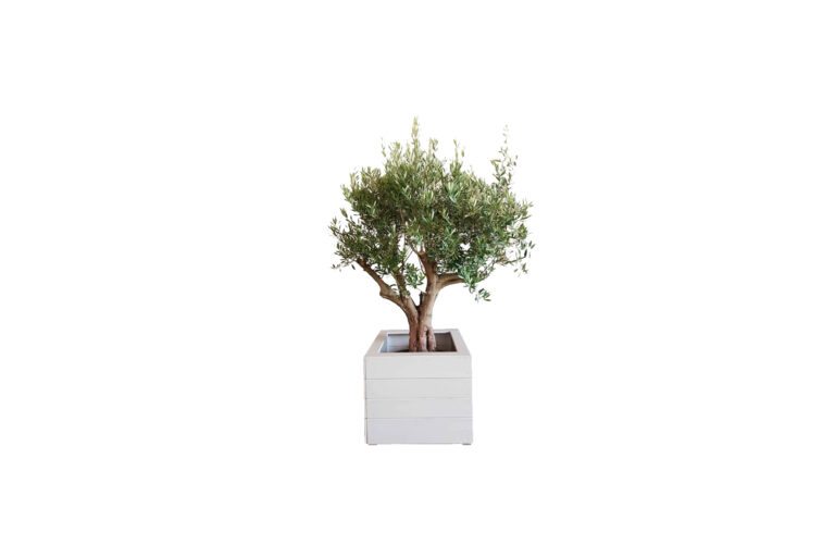 X | Boom L | Olijfboom H240-275 (Ø70)
