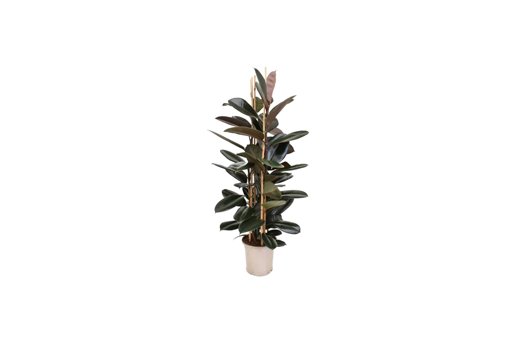 X | Plant L | Ficus Elistica H160 (Ø32)