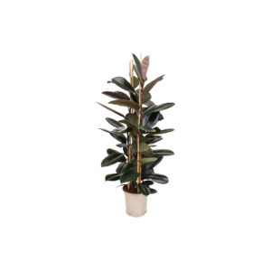 X | Plant | L | Ficus Elistica H160