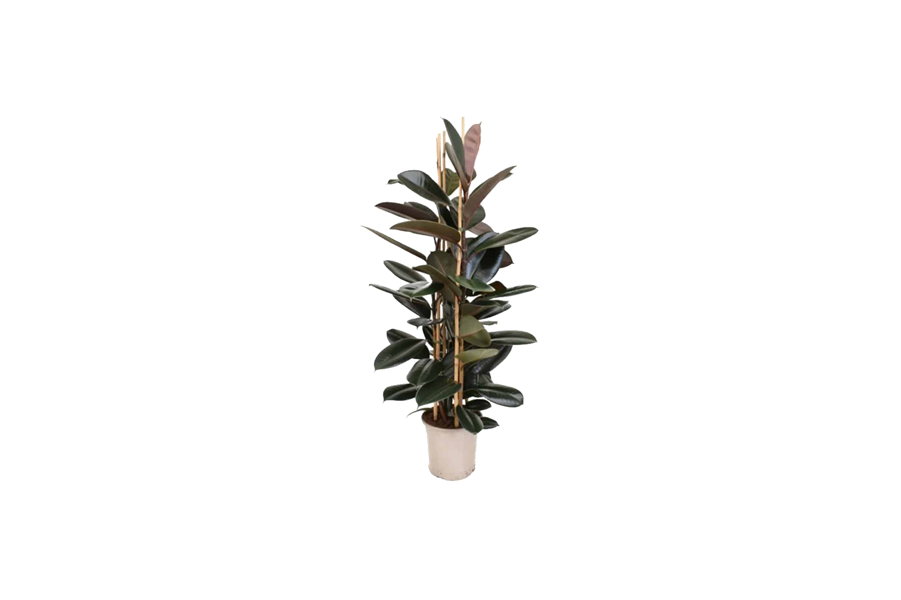 X | Plant | L | Ficus Elistica H160