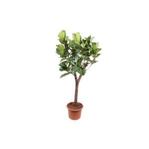 X | Plant | L | Ficus Lyrata H160