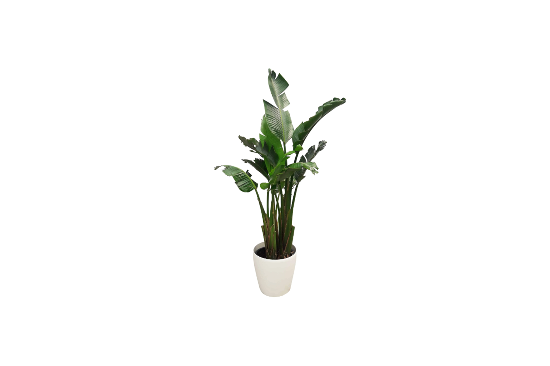 X | Plant L | Strelitzia H180-220 (Ø34)