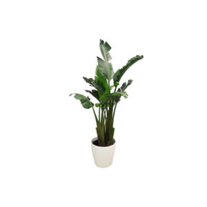 X | Plant | L | Strelitzia H180-220 (Ø34)