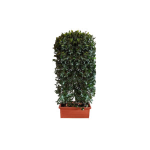 X | Haag M | Laurier excl houten bak H180