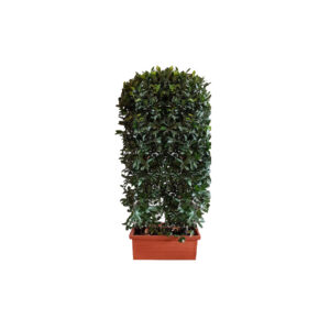 X | Haag M | Laurier excl houten bak H180