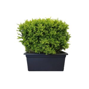 X | Haag S | Buxus excl houten bak | H85