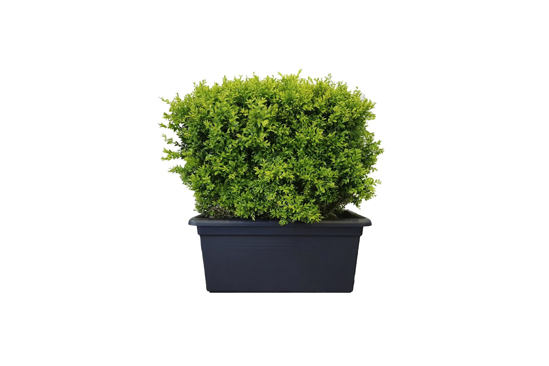 X | Haag S | Buxus excl houten bak | H85