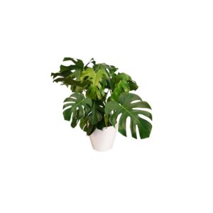 X | Plant S | Monstera/Fatsia H100 (Ø32)
