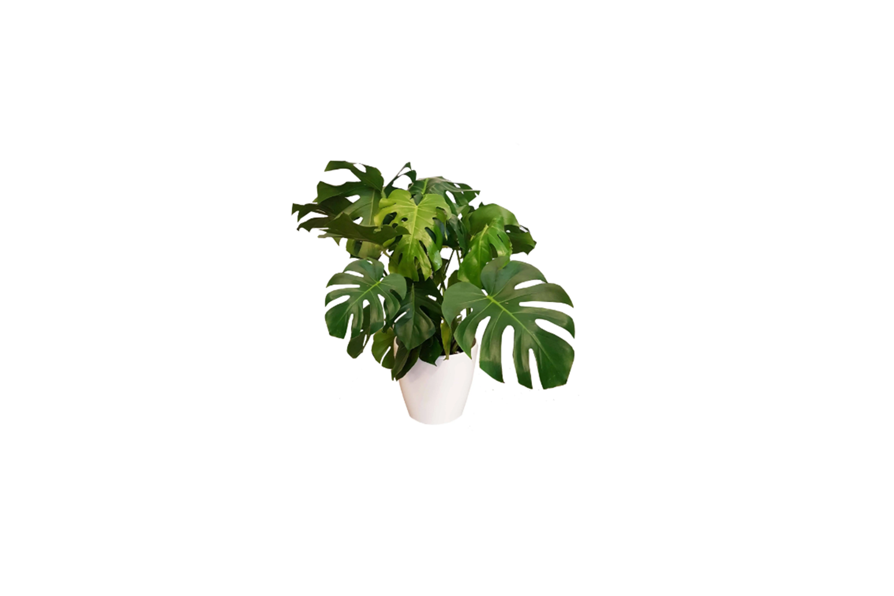 X | Plant S | Monstera/Fatsia H100 (Ø32)