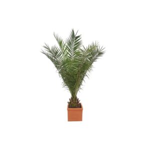 X | Palm M | Phoenix Canariensis H180-200 (Ø34)