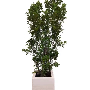 X | Plant L | Laurier Bush H250-275 (Ø55)