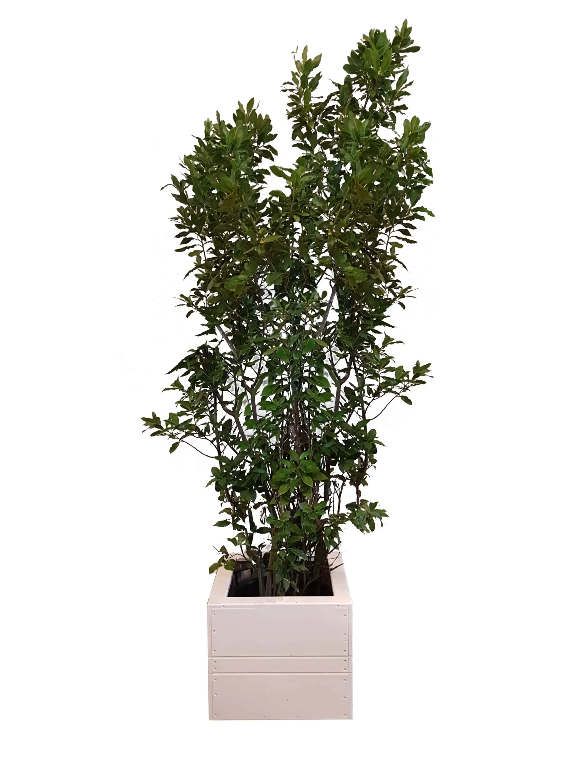X | Plant L | Laurier Bush H250-275 (Ø55)