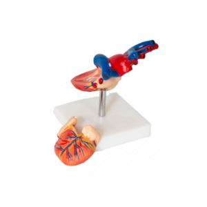 Vintage anatomisch model hart L15xB8xH6