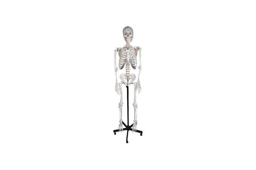 Deco | Skelet 'James' H170